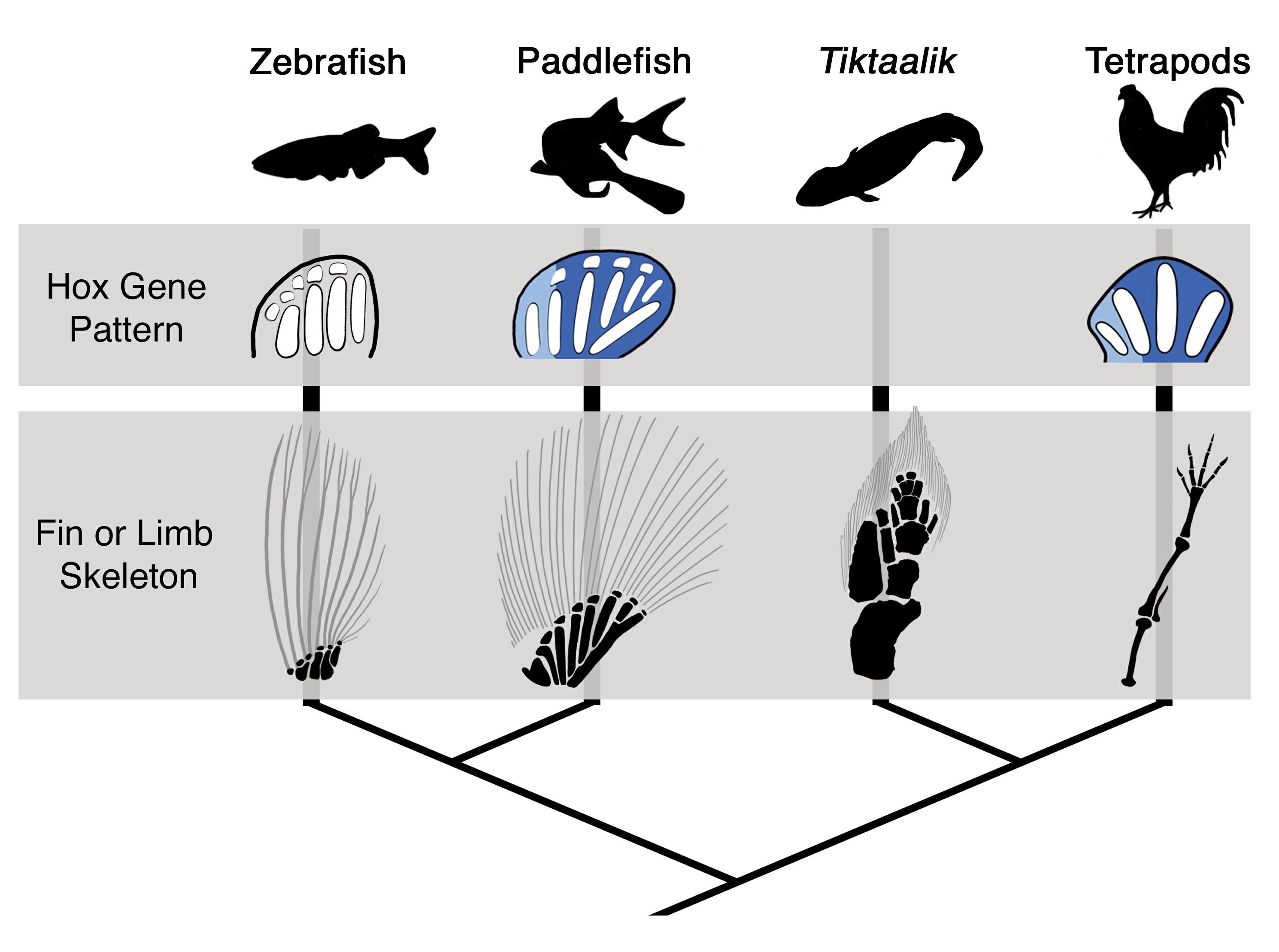 Hox Gene Research And New Data On How Fish Grew Feet | Science 