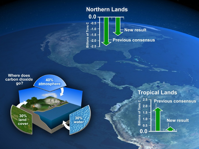 Bad For Carbon Offsets - Not All Trees Are The Same At Reducing Global Warming