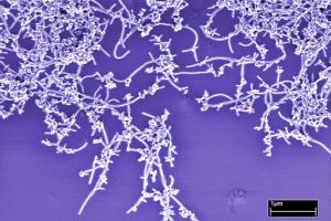 Rapid Method For Judging Nanotube Purity Developed