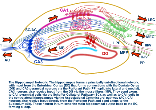 The Dentate Gyrus And Deja Vu