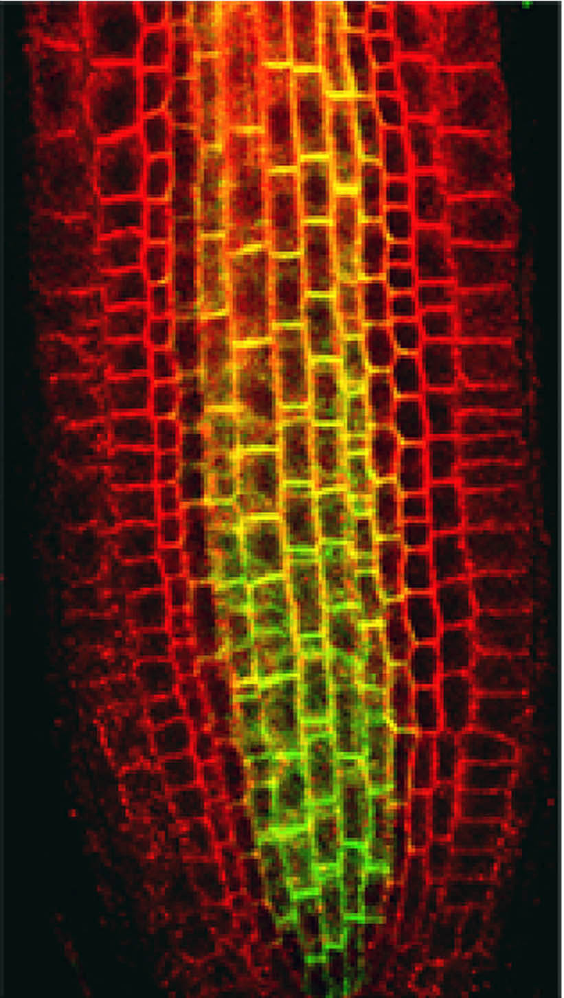 Scientists Pinpoint Proteins That Direct Plant Growth, Development